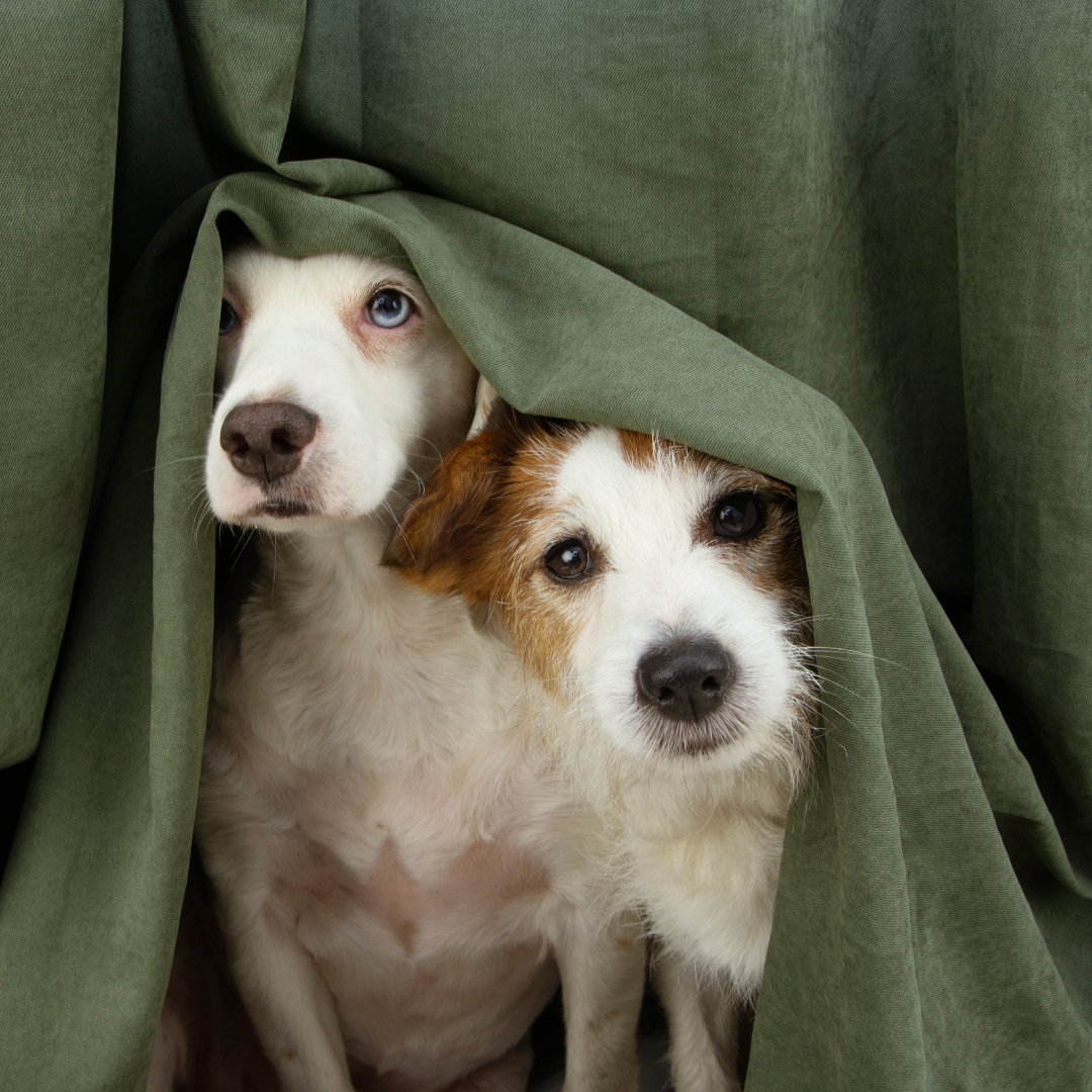 How to Keep Your Hound Happy On Bonfire Night