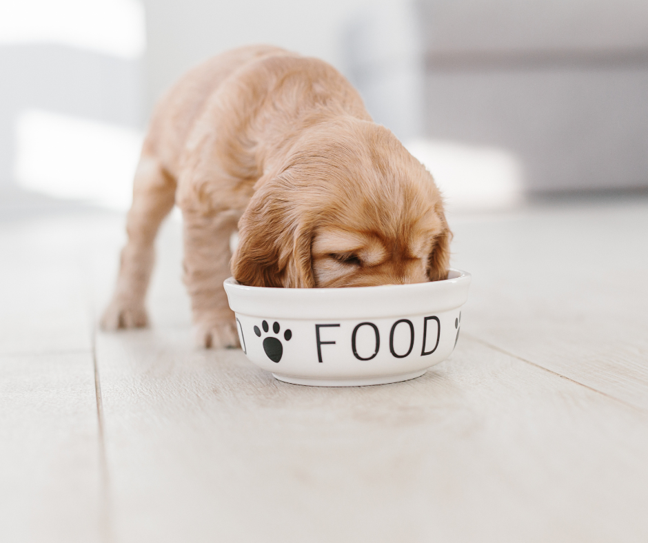 Spaniel puppy eating breakfast
