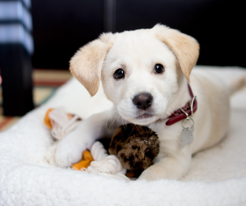 Puppy