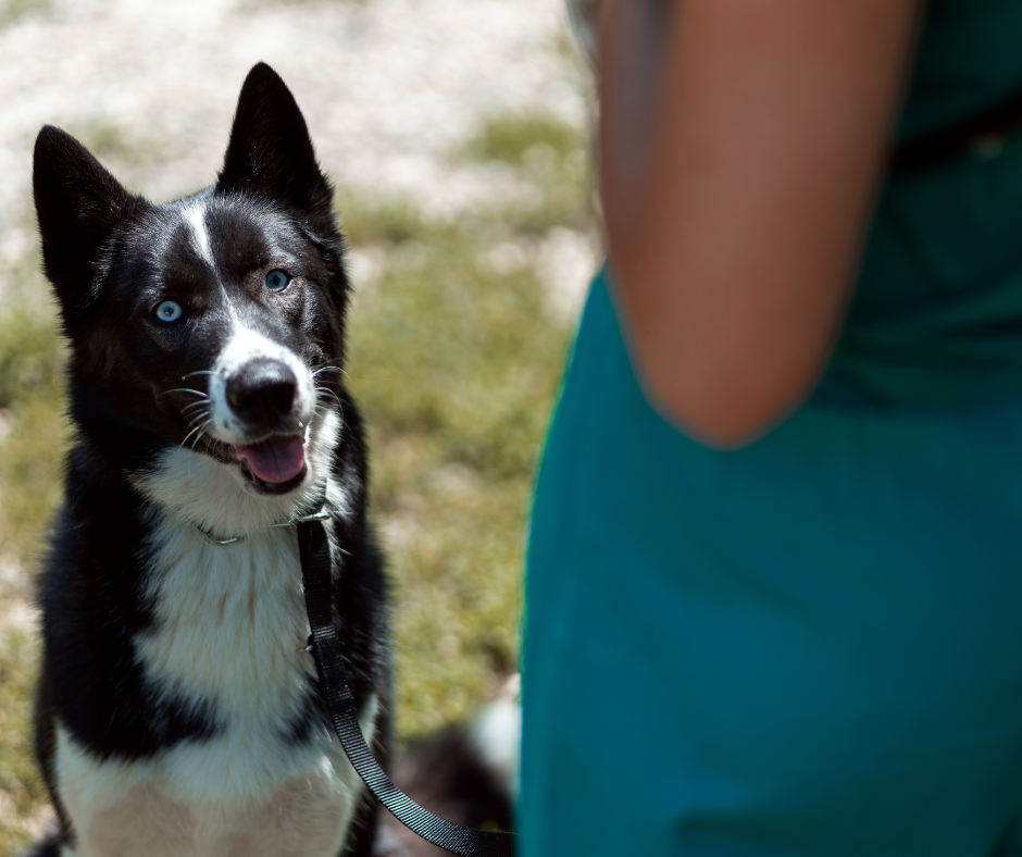 Border Collie