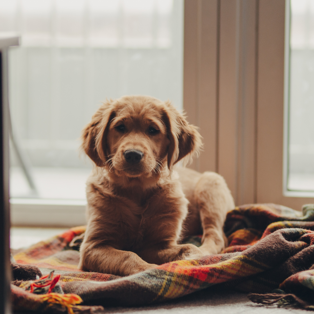 5 Ways to Entertain Your Dog During Winter