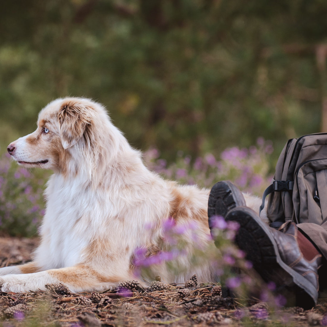 Planning the Perfect Dog Walk