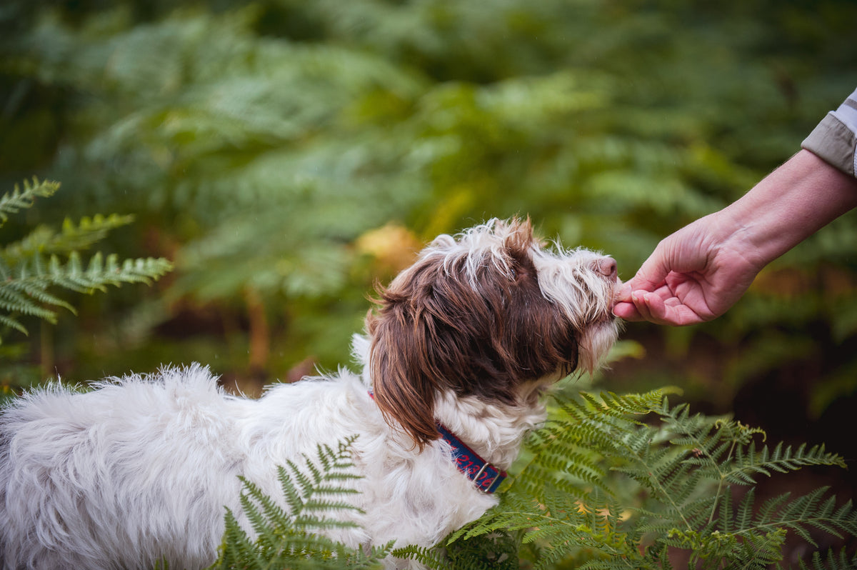 air-dried-vs-freeze-dried-the-innocent-hound