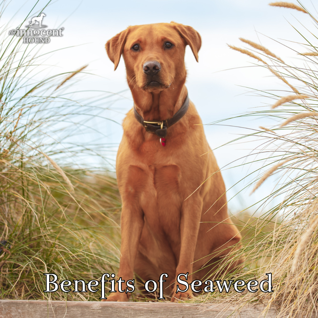 Benefits Of Seaweed For Dogs