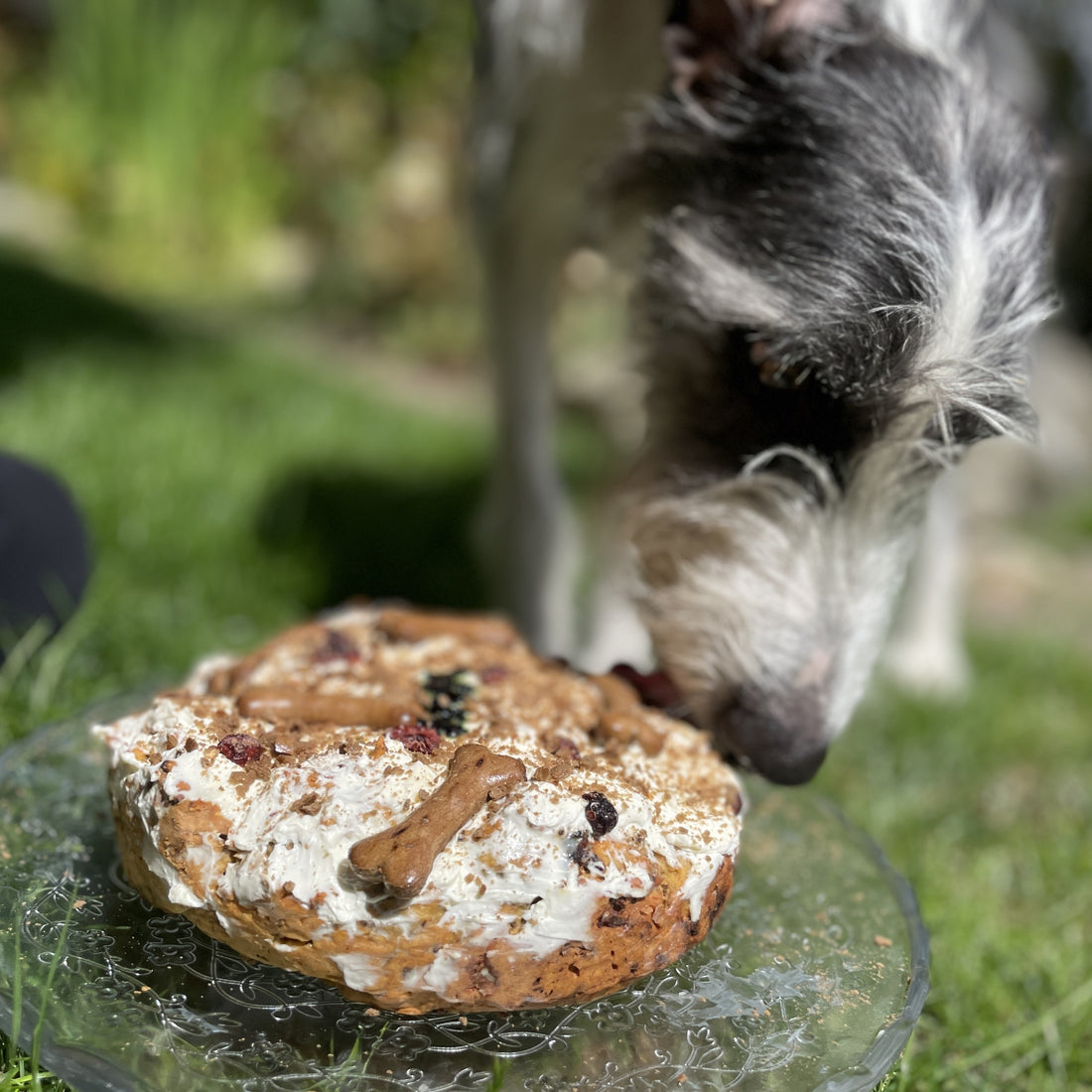 Innocent Hound Ziggy, The rescue lurcher, enjoying a dog-friendly celebration cake on national dog day