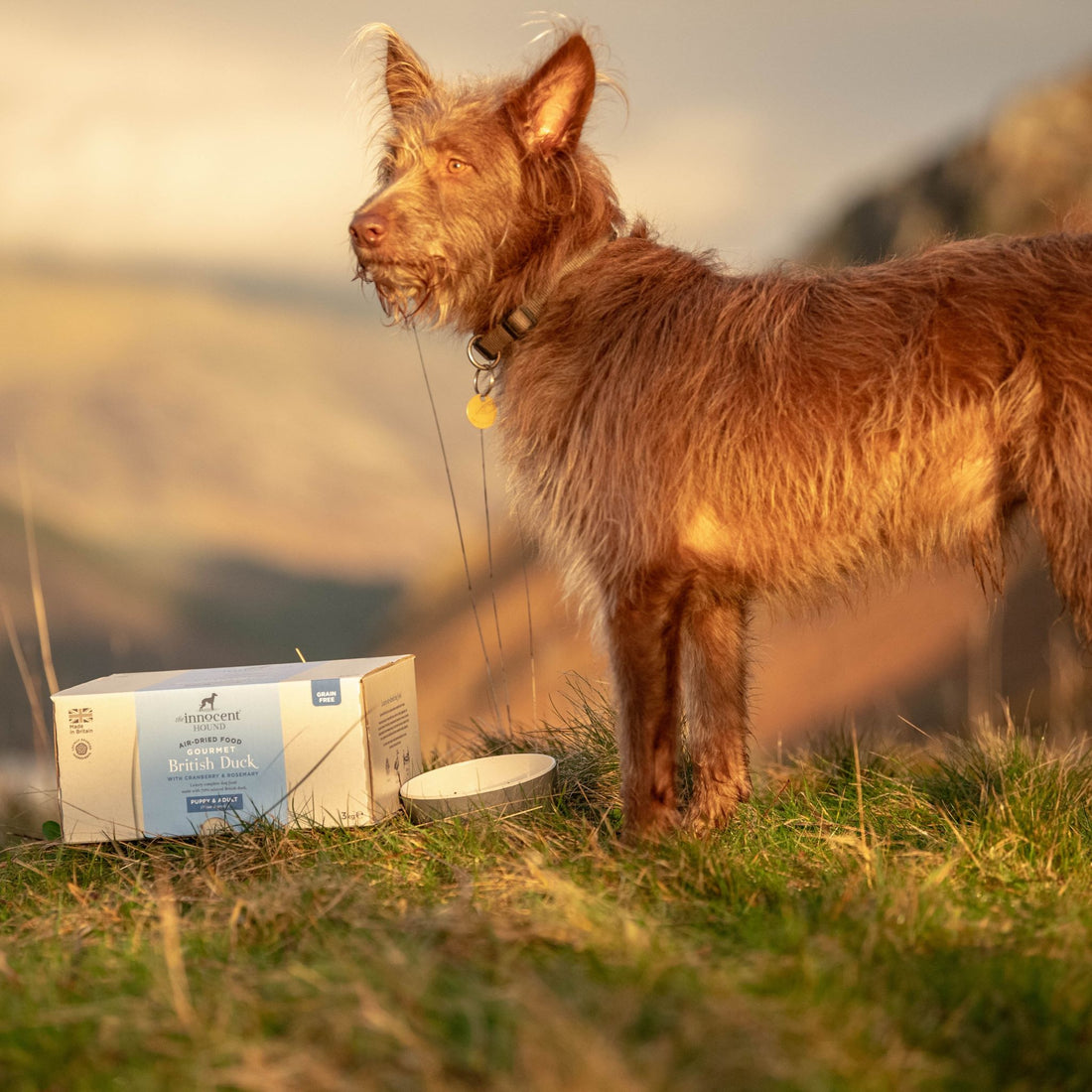 Outdoor hound enjoying Innocent Hound British Duck air-dried dog food while on holiday
