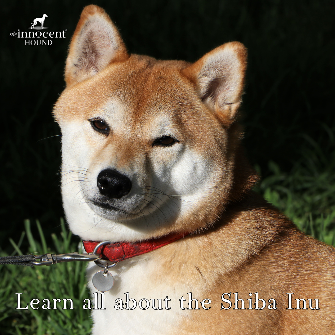 Learn all about the Shiba Inu