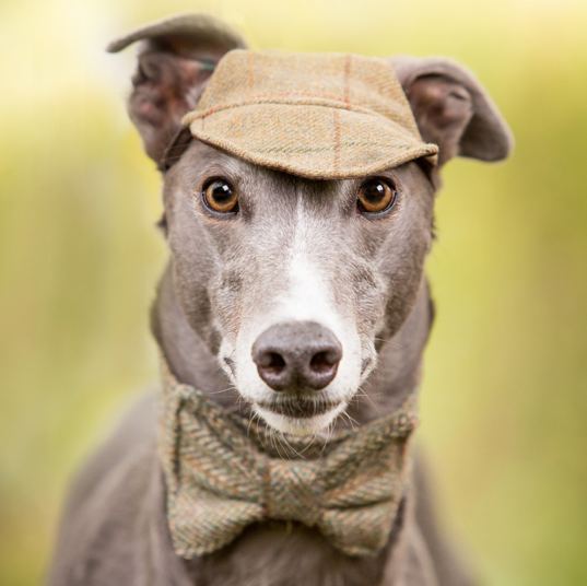 Dog's Own Country Christmas Gift Guide