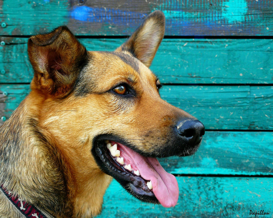 Dog Breath? No Thanks!