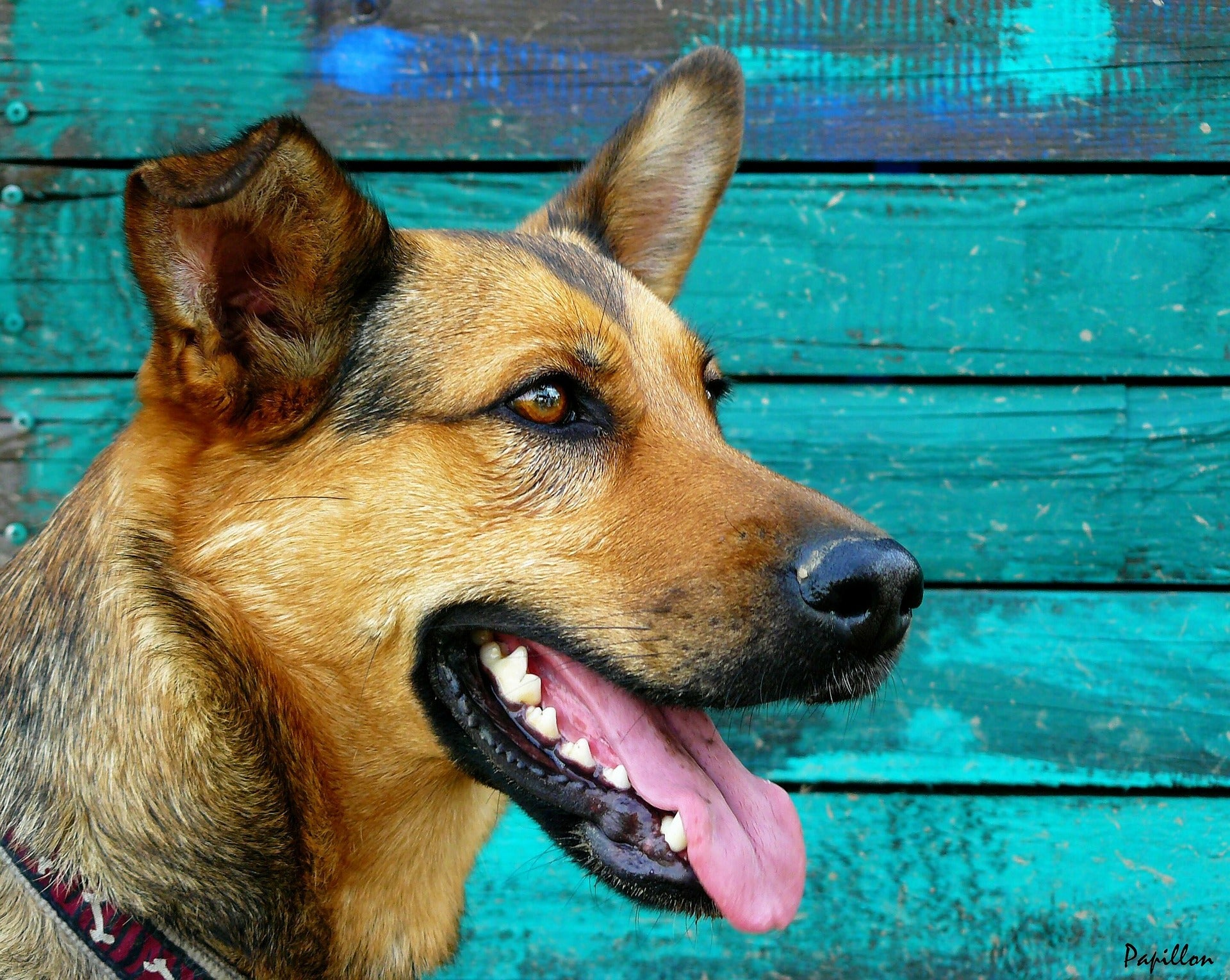 Dog Breath? No Thanks!