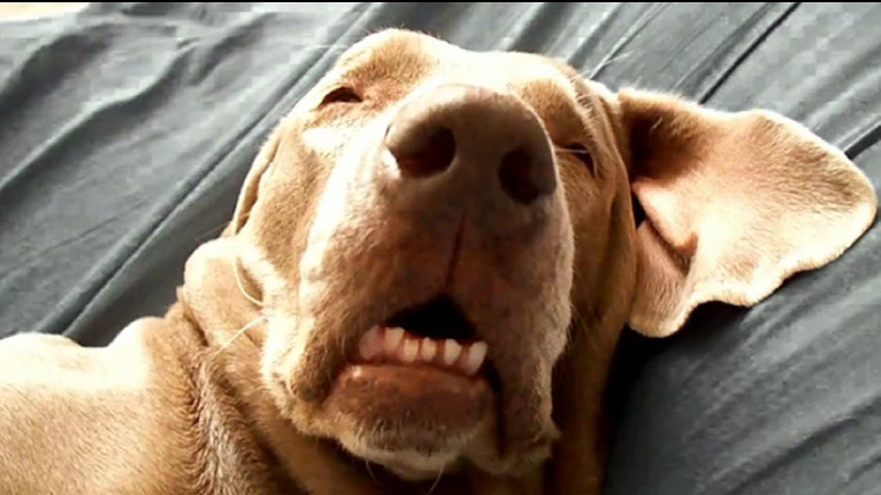 12 Things You'll Know If Your Dog Sleeps On Your Bed