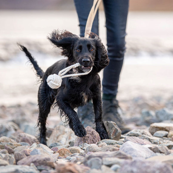 Black spaniel playing with Innocent Hound plastic free rope ball toy at the beach 