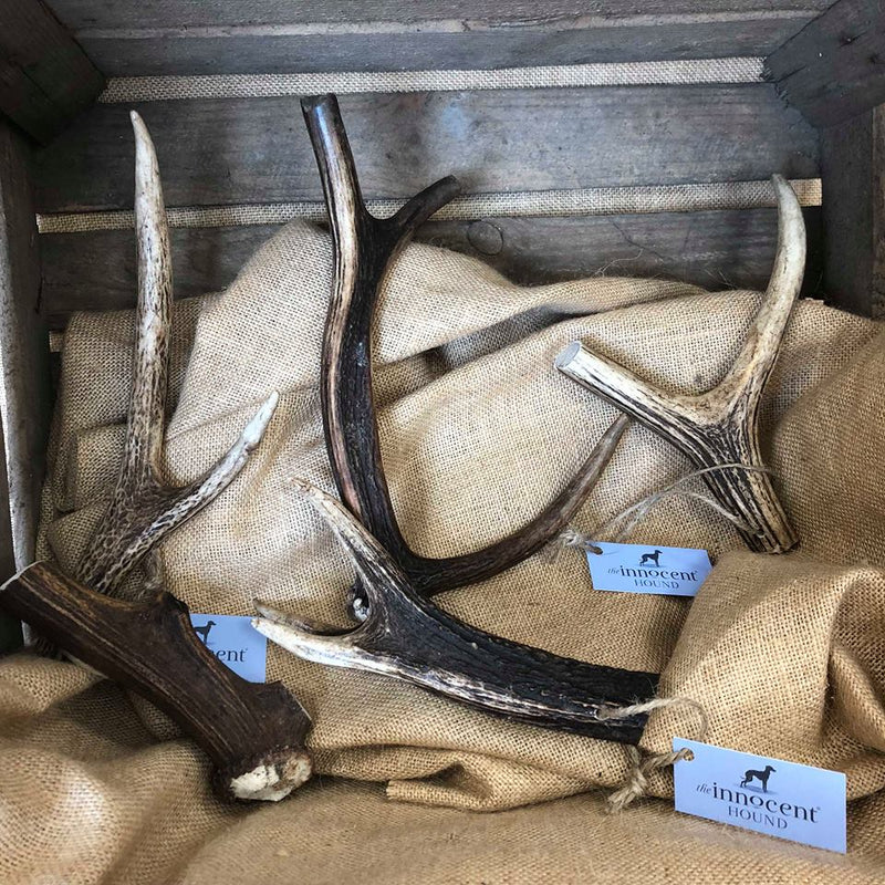 british deer antler dog dental chew The Innocent Hound