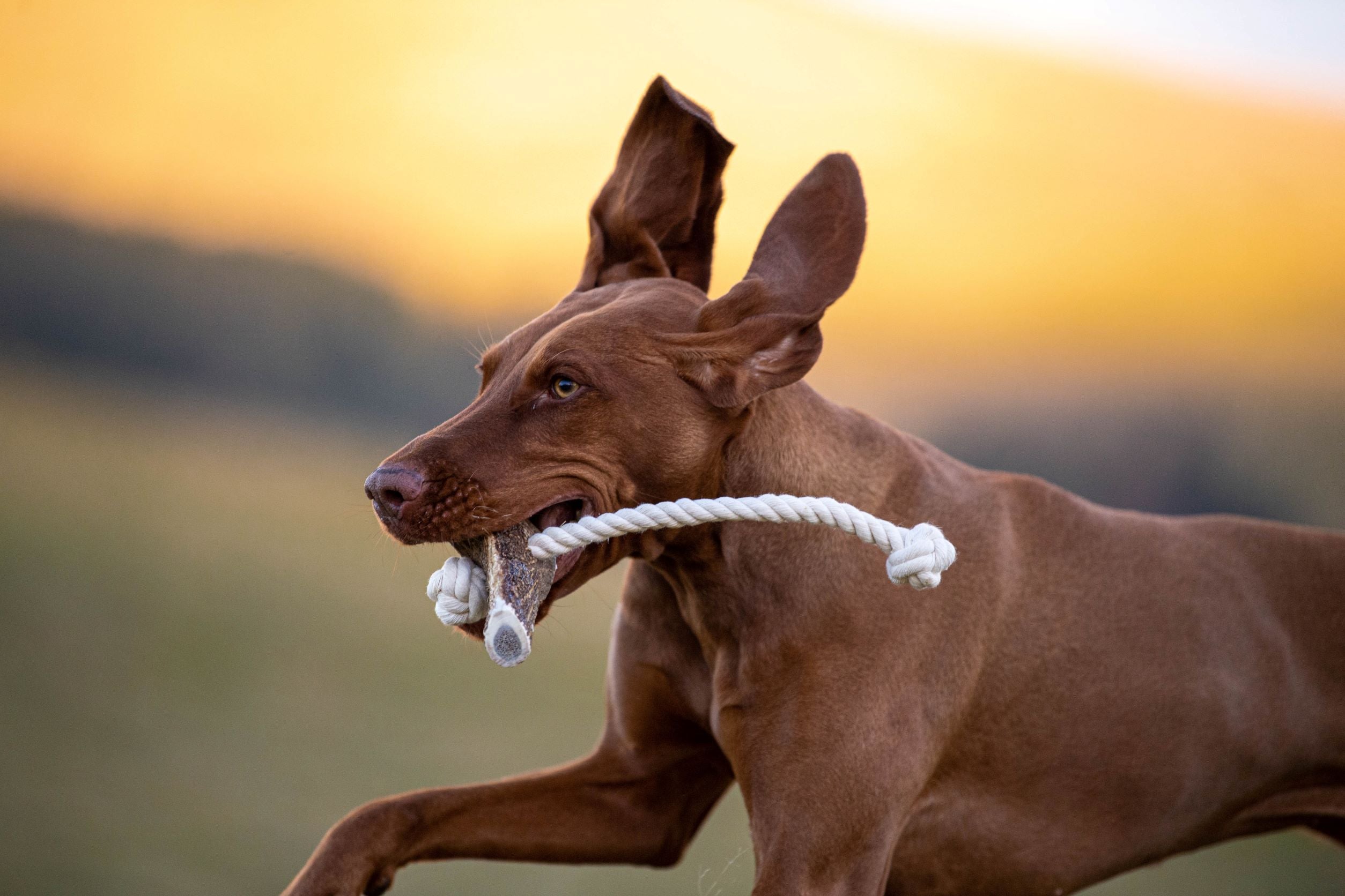 Antler Rope Dog Toy