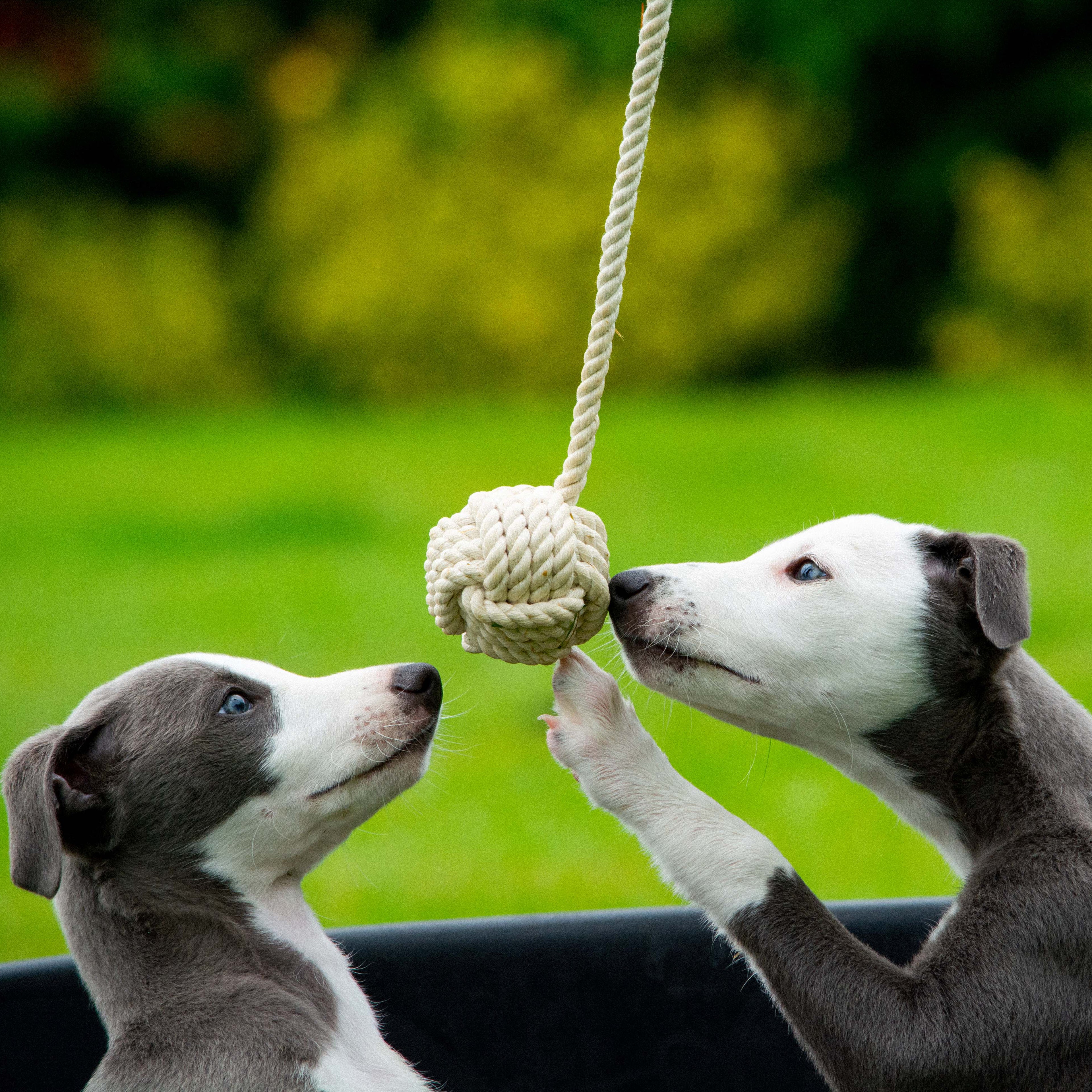 Rope Ball Toy