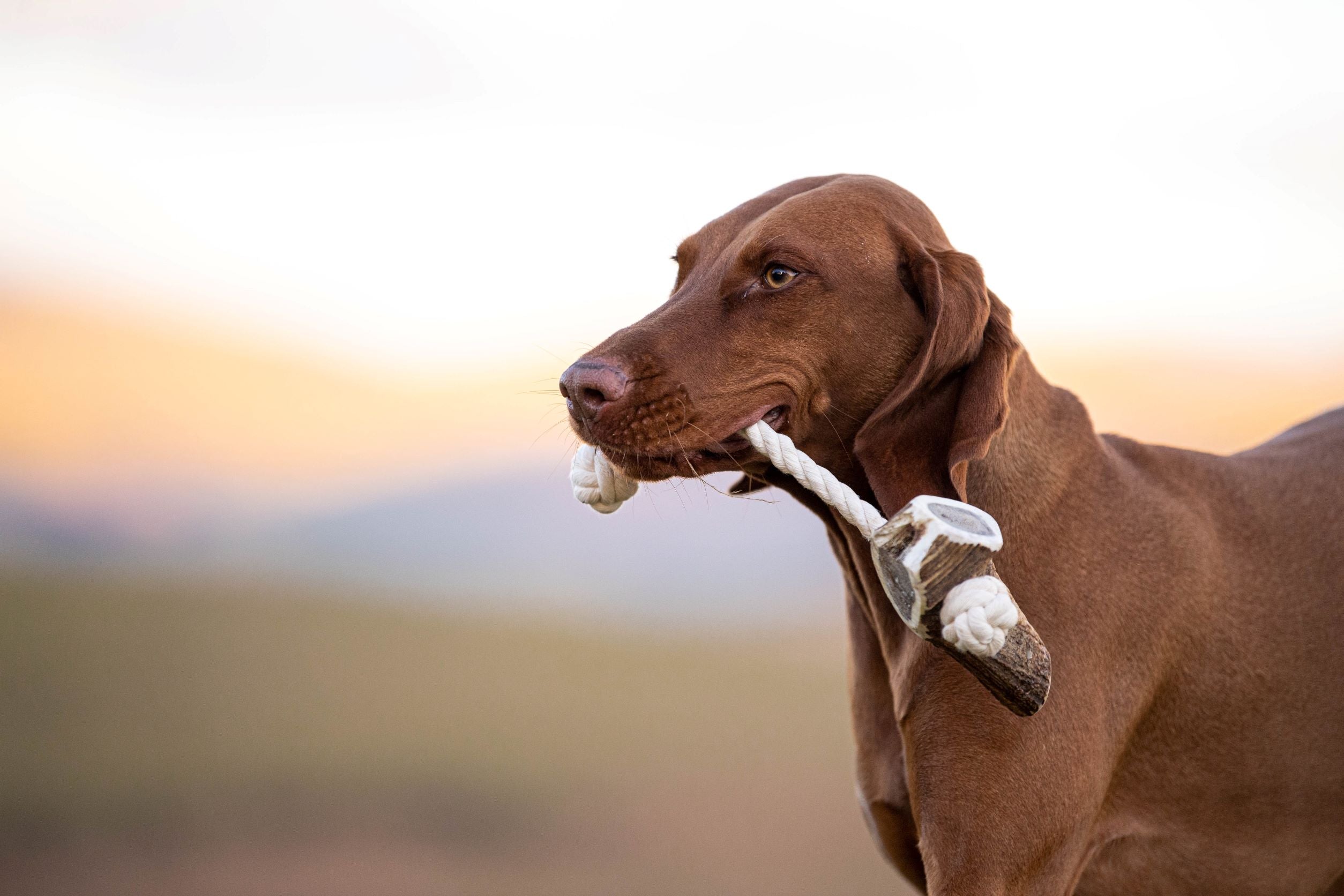 Antler Rope Dog Toy
