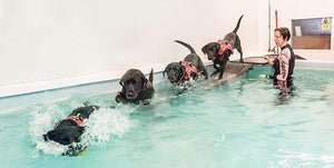 Hydrotherapy For Dogs