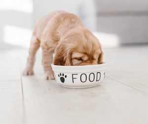 What To Feed Your New Puppy