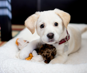 Puppy Proofing Your Home