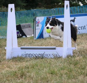 Yorkshire Bouncers Flyball Team Training