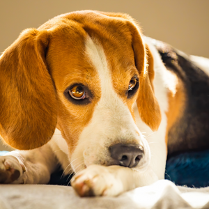 Does Your Hound Suffer From Itchy Skin?