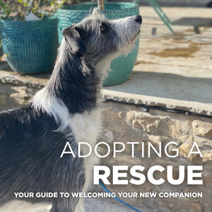 Adopting a Rescue: Your Guide to Welcoming Your New Companion