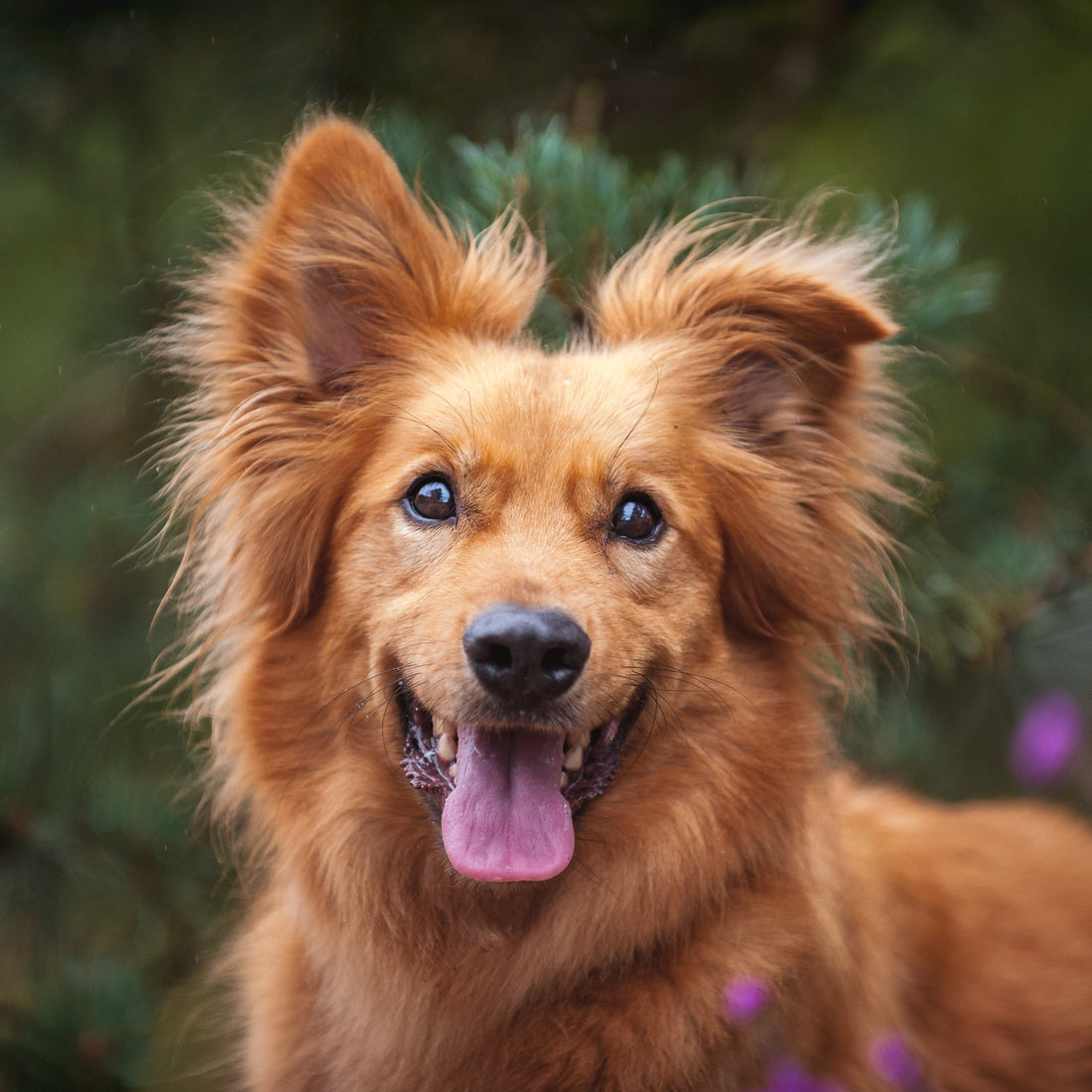 Pet Wellness Month