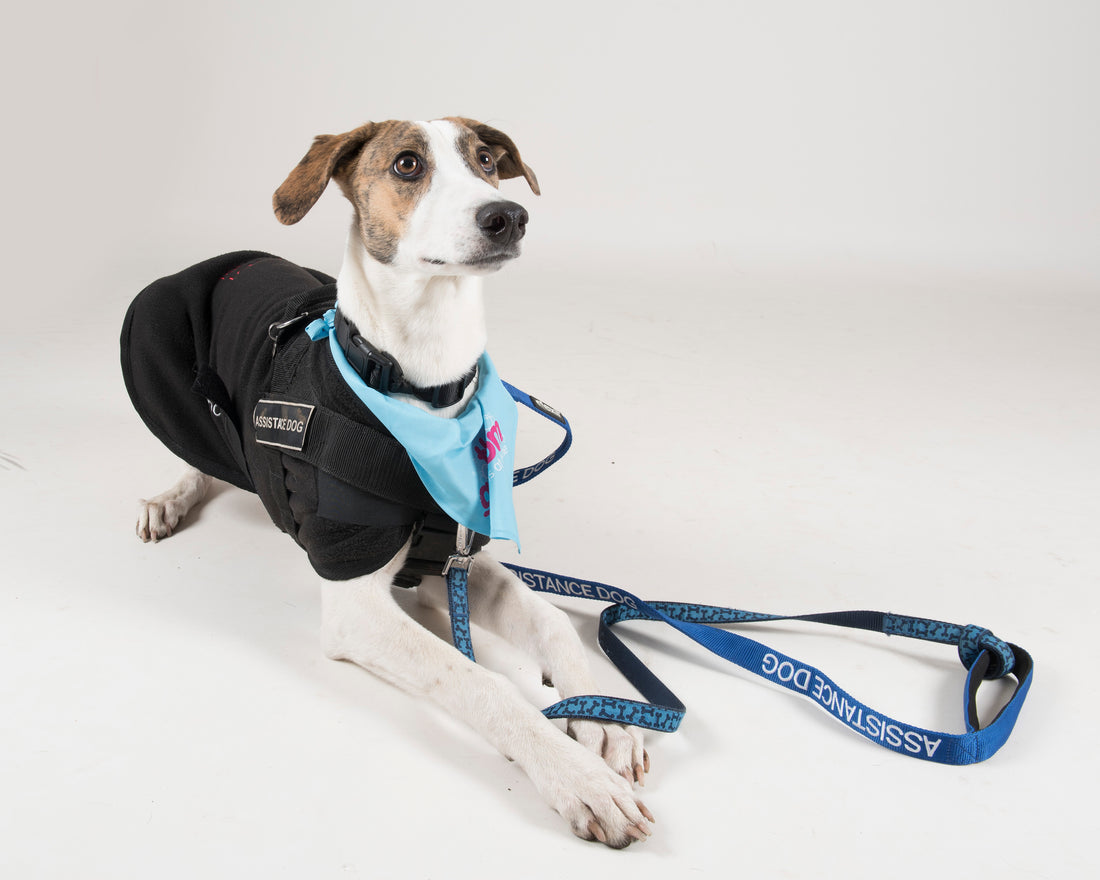 How our pets can change lives; the role of assistance dogs towards mental health