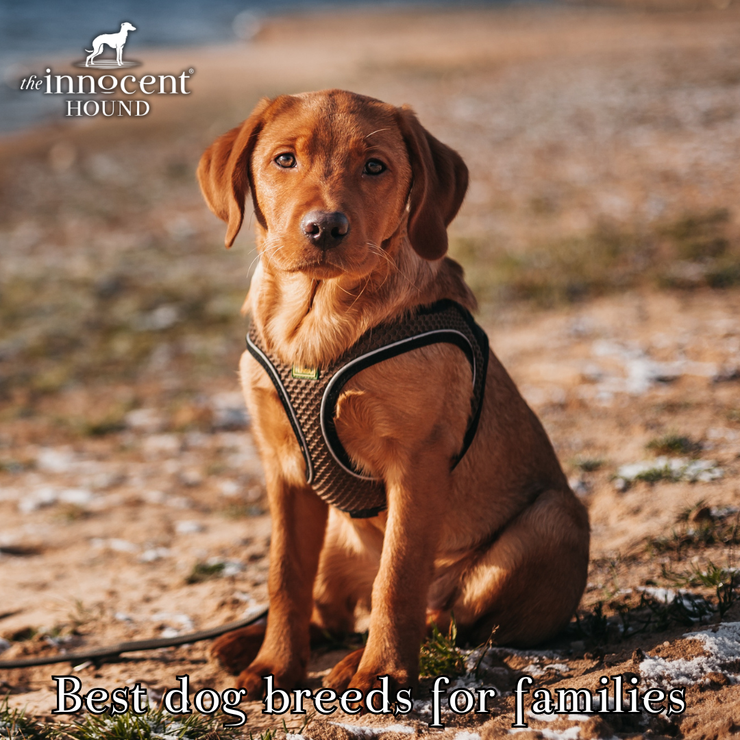 The Best Dog Breeds for Families