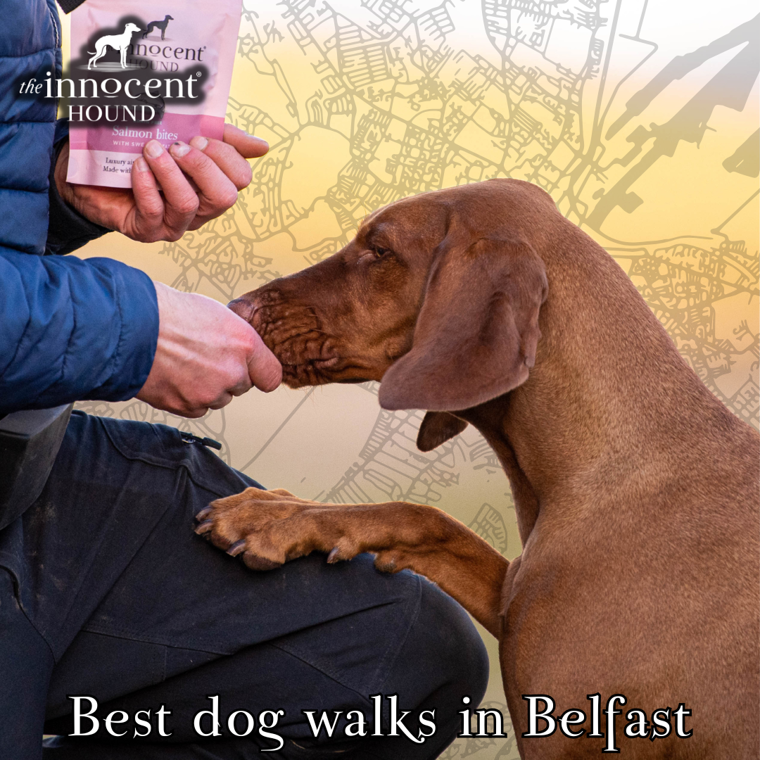 dog walking routes