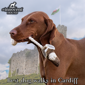 The Ultimate Guide to Dog Walks in Cardiff: Uncover the Best Dog-Friendly Locations, Tips, and Treats!