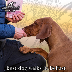 The Ultimate Guide to Dog Walks in Belfast: Discover the Best Dog-Friendly Spots, Tips, and Treats!