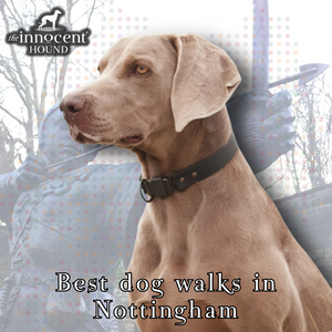 Best dog walks in Nottingham