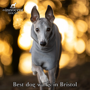 The Ultimate Guide to Dog Walks in Bristol: Uncover the Best Dog-Friendly Locations, Tips, and Treats!