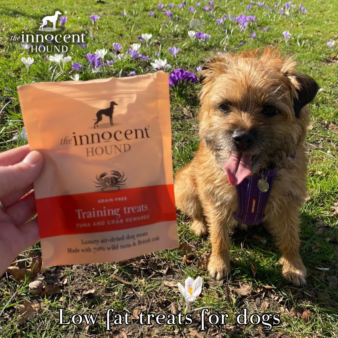 healthy dog treats 