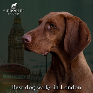 The Ultimate Guide to Dog Walks in London: Discover the Best Dog-Friendly Spots, Tips, and Treats!