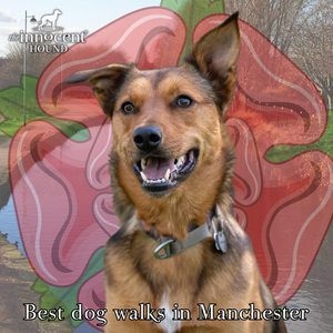 Best dog walks in Manchester