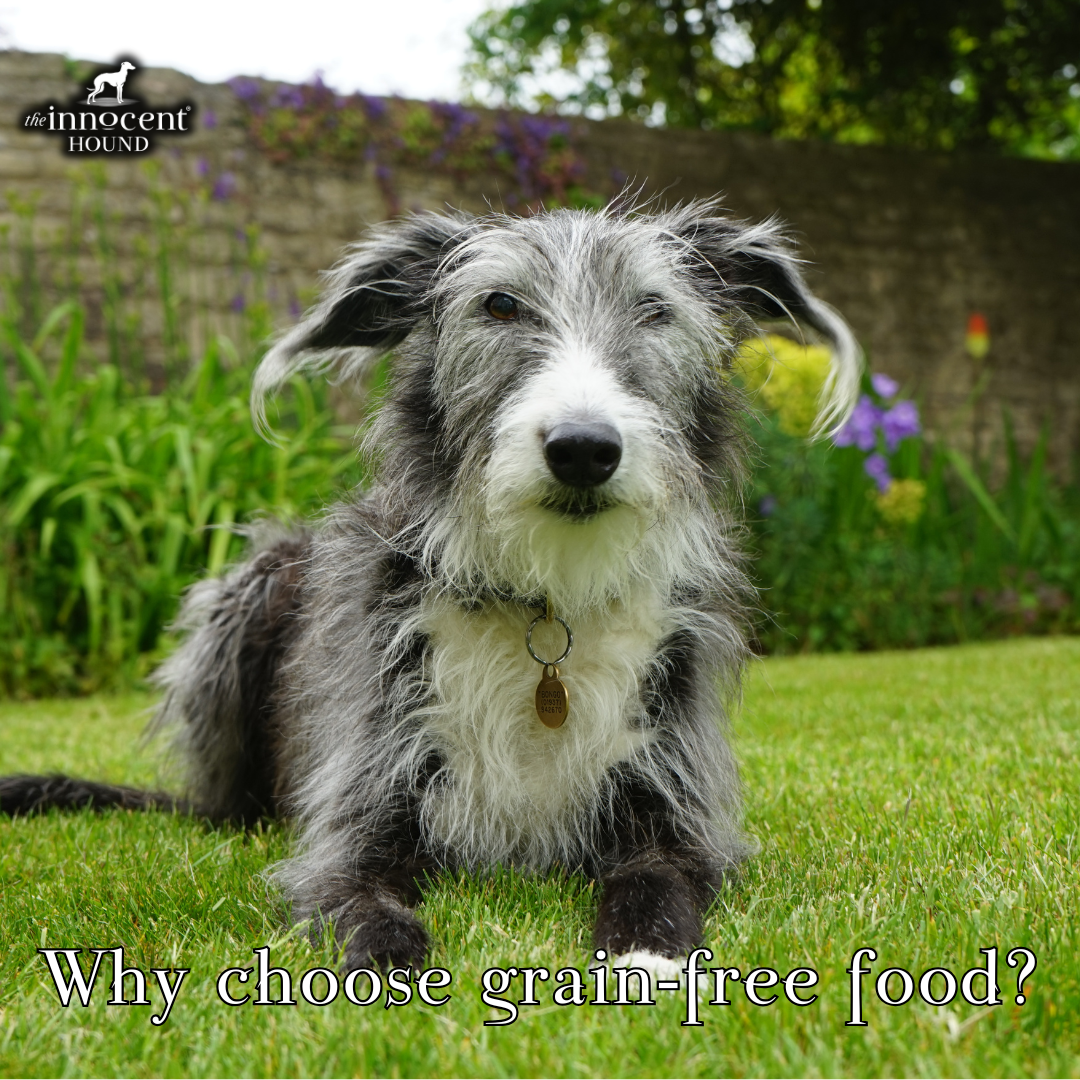 Why choose grain-free pet food?