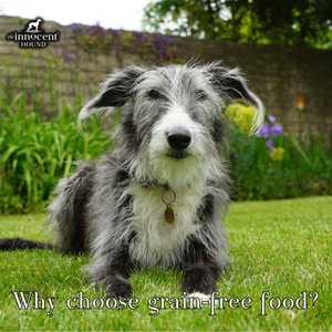 Why choose grain-free pet food?