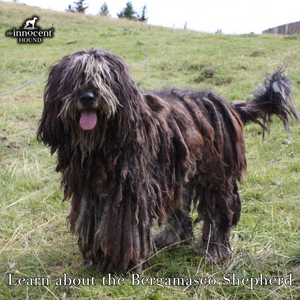 Learn more about the Bergamasco Shepherd