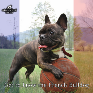 Get to know the French Bulldog