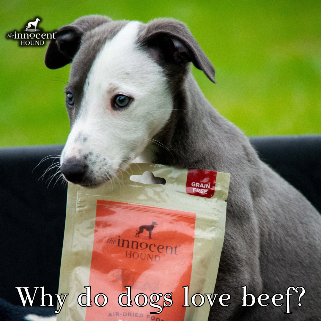 Curated visual reference: Why Do Dogs Love Beef Photo Inspiration