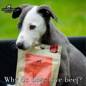 Why do dogs love beef?