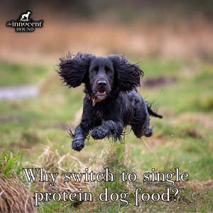 Why Switch to Single Protein Dog Food?