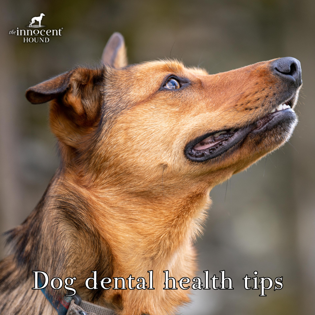 dog teeth
