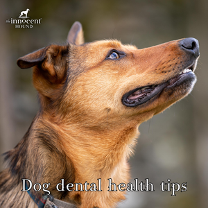 The Guide to Keeping Your Dog's Dental Health in Check: Top Tips for Effective Dog Teeth Cleaning