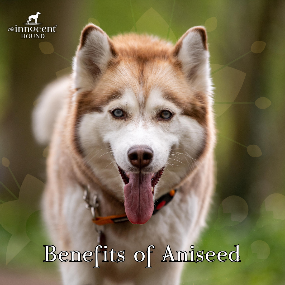 dog food uk