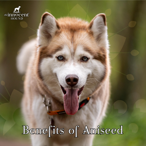 The Benefits of Aniseed for Dogs