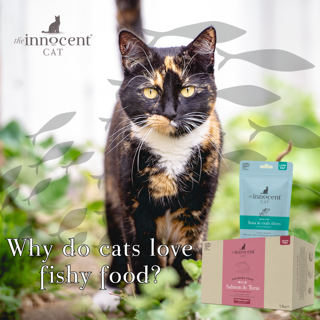 Why do cats love fish? – The Innocent Hound
