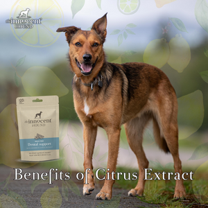 Unlocking the Power of Citrus Extract: A Natural Solution for Dog Dental Health